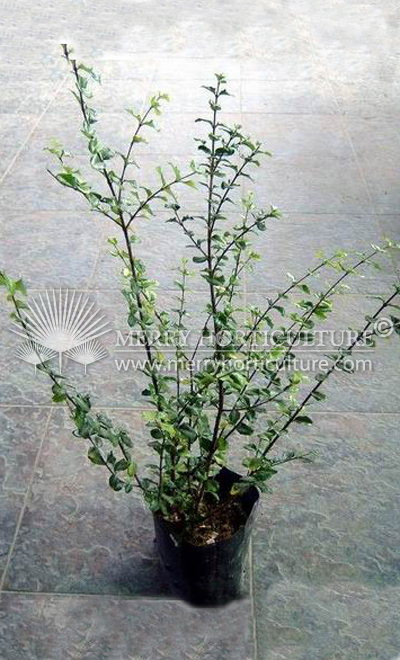 Malphigia coccigera